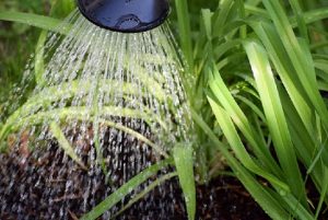 Automatic Plant Watering System